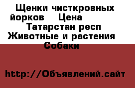 Щенки чисткровных йорков  › Цена ­ 18 000 - Татарстан респ. Животные и растения » Собаки   